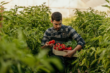 Farmer harvesting fresh red bell peppers in organic greenhouse