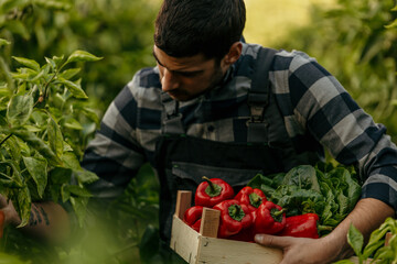 Farmer harvesting fresh red bell peppers in wooden crate