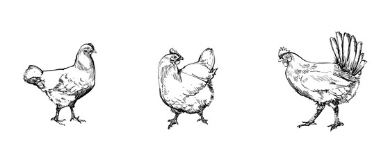 chicken sketch with black line art style