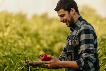 Farmer harvesting red bell peppers in greenhouse: agriculture and local food production