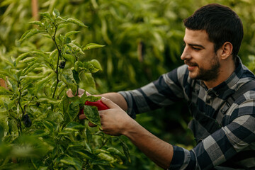 Young farmer pruning green plants in organic garden
