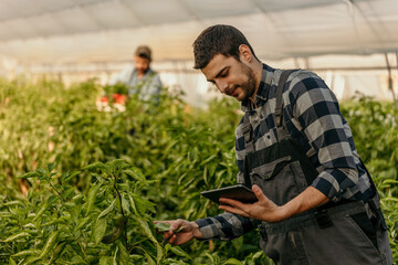Farmer examining plants with digital tablet in greenhouse