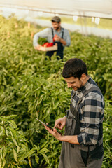 Farmer using digital tablet while working in greenhouse, harvesting bell peppers