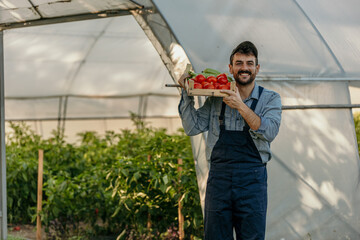 Young farmer holding fresh harvested tomatoes in greenhouse