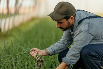 Farmer harvesting green onions in field: sustainable agriculture practices