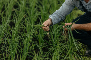 Farmer checking green onions growing in field