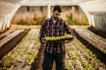 Organic farmer holding fresh lettuce seedlings in greenhouse