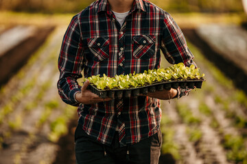 Farmer carrying seedlings of green salad in the field