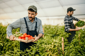 Farmers harvesting tomatoes and zucchini in greenhouse