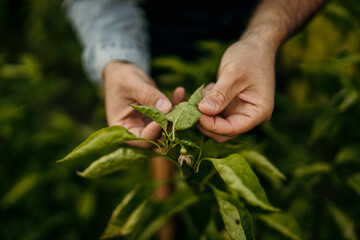 Farmer examining pepper plant leaves for pests and diseases in field