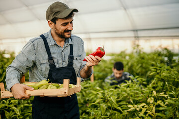 Farmer holding red bell pepper and crate of green peppers in greenhouse