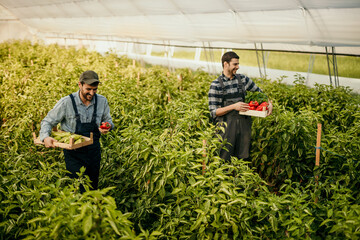 Farmers harvesting bell peppers in greenhouse: teamwork and fresh produce