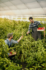 Farmers harvesting bell peppers in greenhouse using sustainable practices