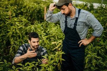 Agricultural workers inspecting fresh green plants in garden
