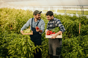 Farmers harvesting fresh vegetables in organic greenhouse garden