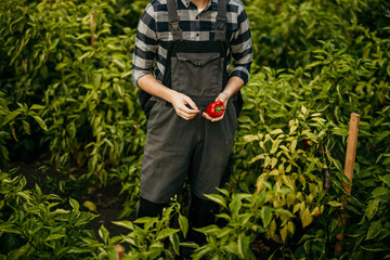 Farmer holding freshly picked red bell pepper in pepper field
