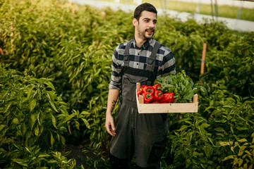 Farmer carrying crate of freshly picked red peppers in greenhouse