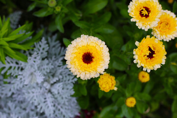 Calendula flowers in full bloom