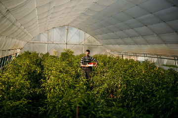 Farmer holding crate of red peppers in greenhouse