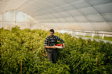 Farmer harvesting red peppers in greenhouse: agriculture and local food production
