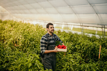 Farmer carrying crate of red peppers in greenhouse