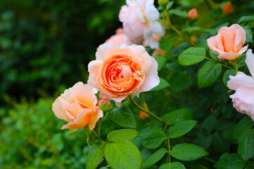 Soft peach-pink roses in full bloom