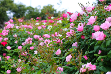 Obraz premium A beautiful rose bush in a public park in Japan