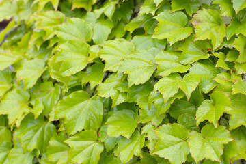 Green Boston ivy leaves overlapping densely