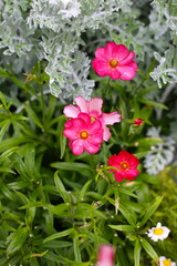 Bright pink flowers blooming in a garden