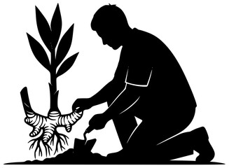 Fototapeta premium Black silhouette vector icon logo illustration of galangal root grated for spice blend soup and culinary herbs with natural organic healing medicinal properties