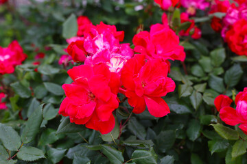 A beautiful rose bush in a public park in Japan