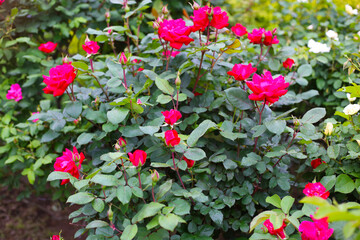 A beautiful rose bush in a public park in Japan