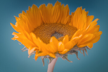 Sonnenblume Nahaufnahme