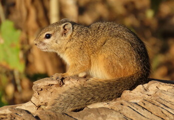 tree squirrel