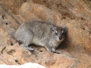 yellow-spotted hyrax
