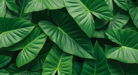 Lush Tropical Green Leaves for Nature and Botanical Themes.