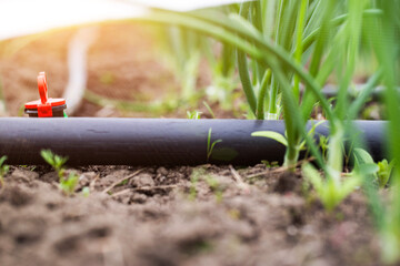 Modern drip irrigation system in a garden bed, close-up