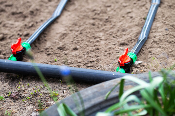 Modern drip irrigation system in a garden bed, close-up