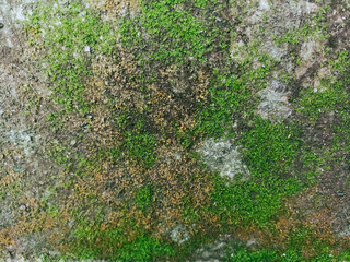 moss on stone, moss plants grow on damp walls