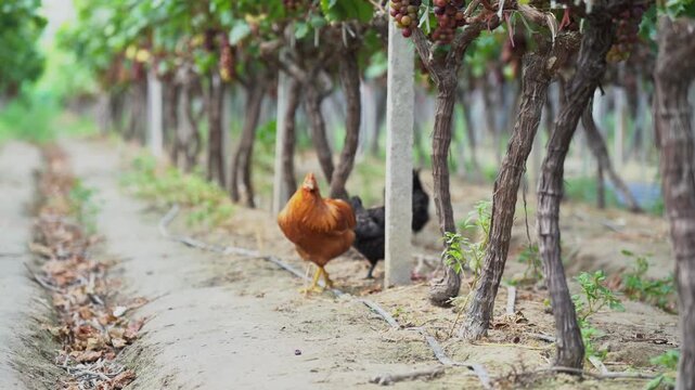 close uo freeland hen  walking