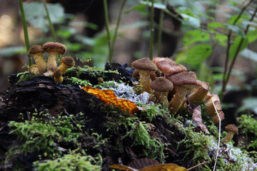 Cluster of wild honey mushrooms growing on mossy tree stump in forest, natural autumn woodland close-up
