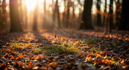 Sunbeams pierce through the trees in a forest, illuminating fallen autumn leaves on the ground