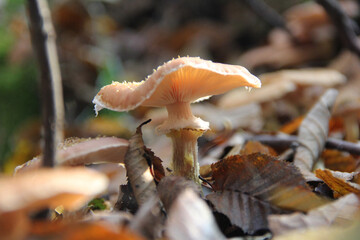 Close-up of wild mushroom growing among dry autumn leaves on forest floor, gills and textures in soft focus