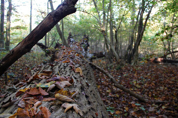 Fallen tree covered in autumn leaves in dense forest, perspective view of woodland floor in natural decay