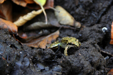 Small green frog on forest floor among wet soil and fallen autumn leaves, close-up wildlife nature scene