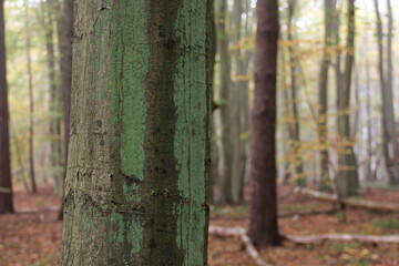 Close-up of tree trunk with green moss in misty autumn forest, soft background with tall trees and leaves