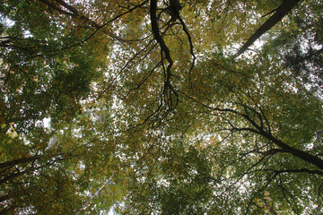 Looking up at autumn forest canopy with colorful leaves and branches, peaceful nature background and light sky