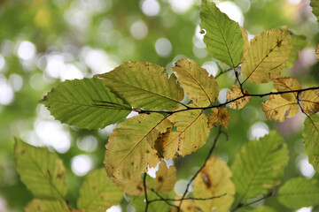 Close-up of fading green and yellow autumn leaves with soft bokeh background in peaceful forest canopy