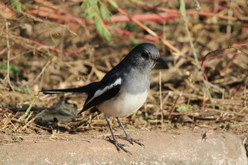 Fototapeta premium birds in Jungle