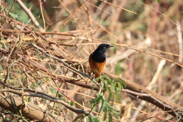 birds in Jungle